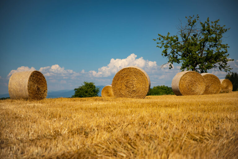 Agriculture