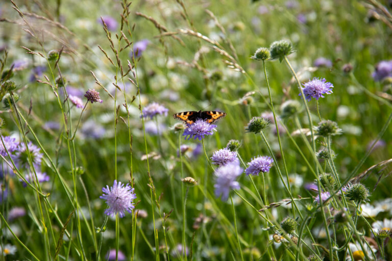 Biodiversité et milieux naturels